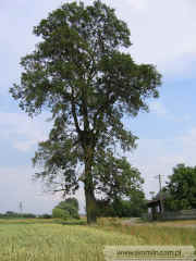 kliknij, aby powikszy