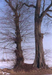 kliknij, aby powikszy