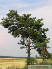 kliknij, aby powikszy