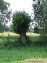 kliknij, aby powikszy