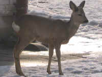 kliknij, aby powikszy